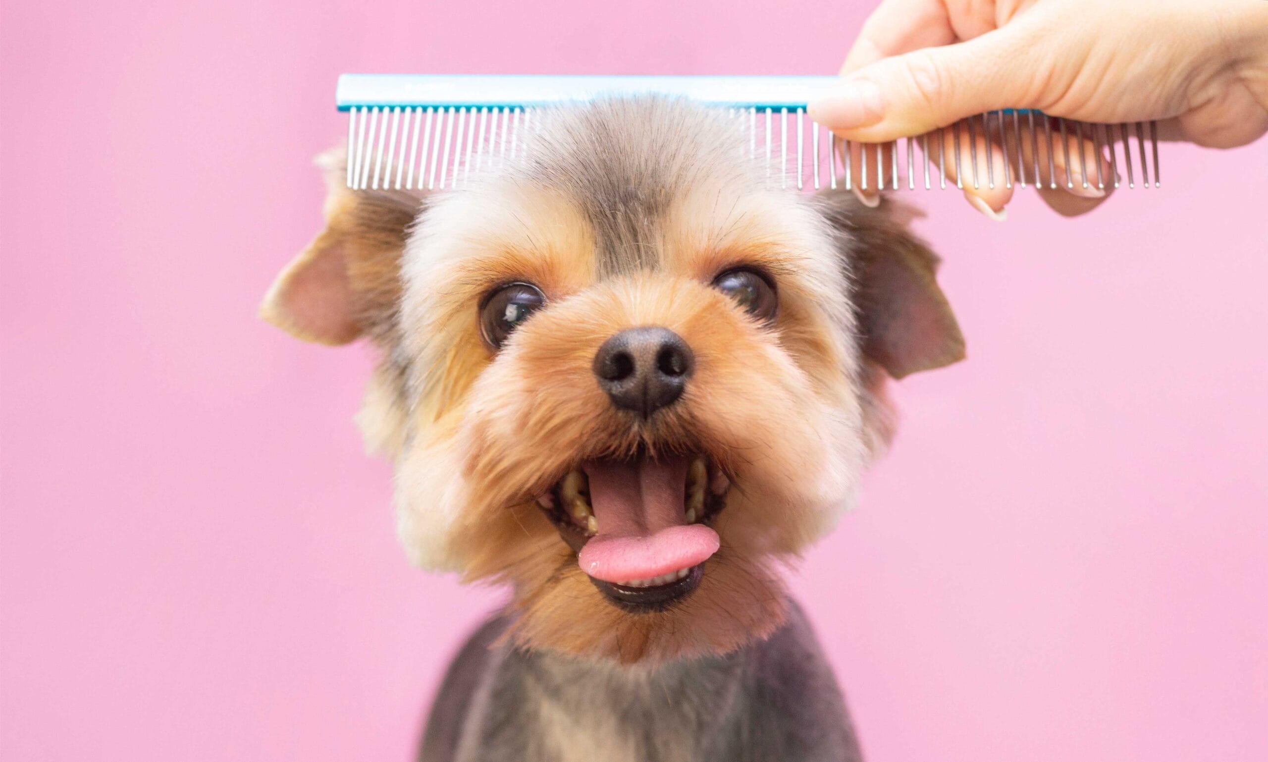 Tips and Tricks to Manage Excessive Shedding in Your Female Dog