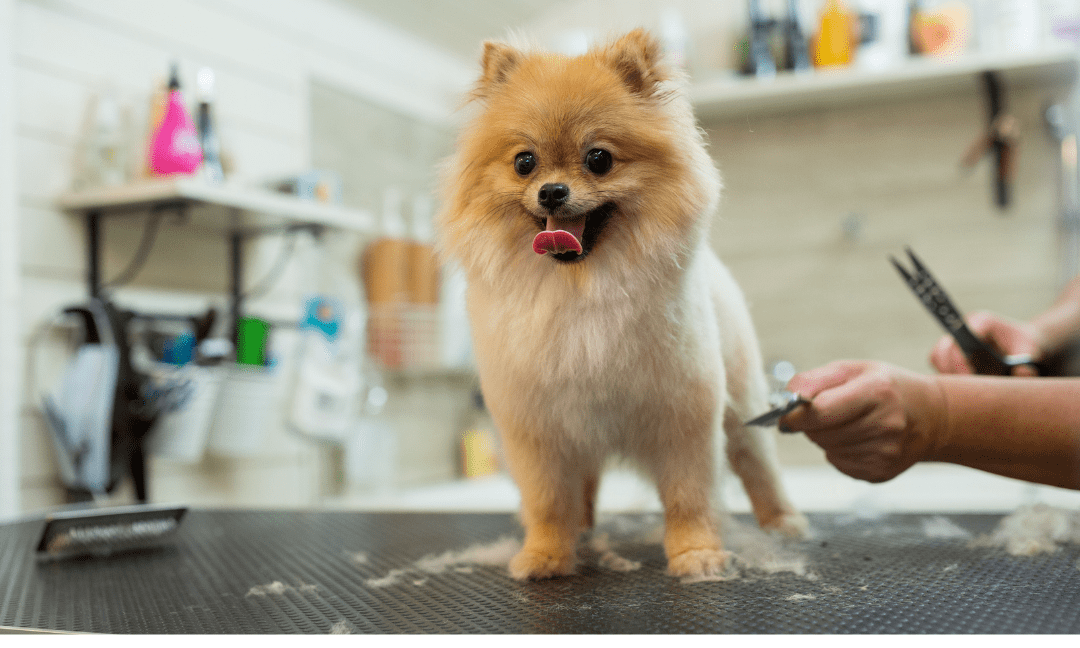 Tips and Tricks to Manage Excessive Shedding in Your Female Dog