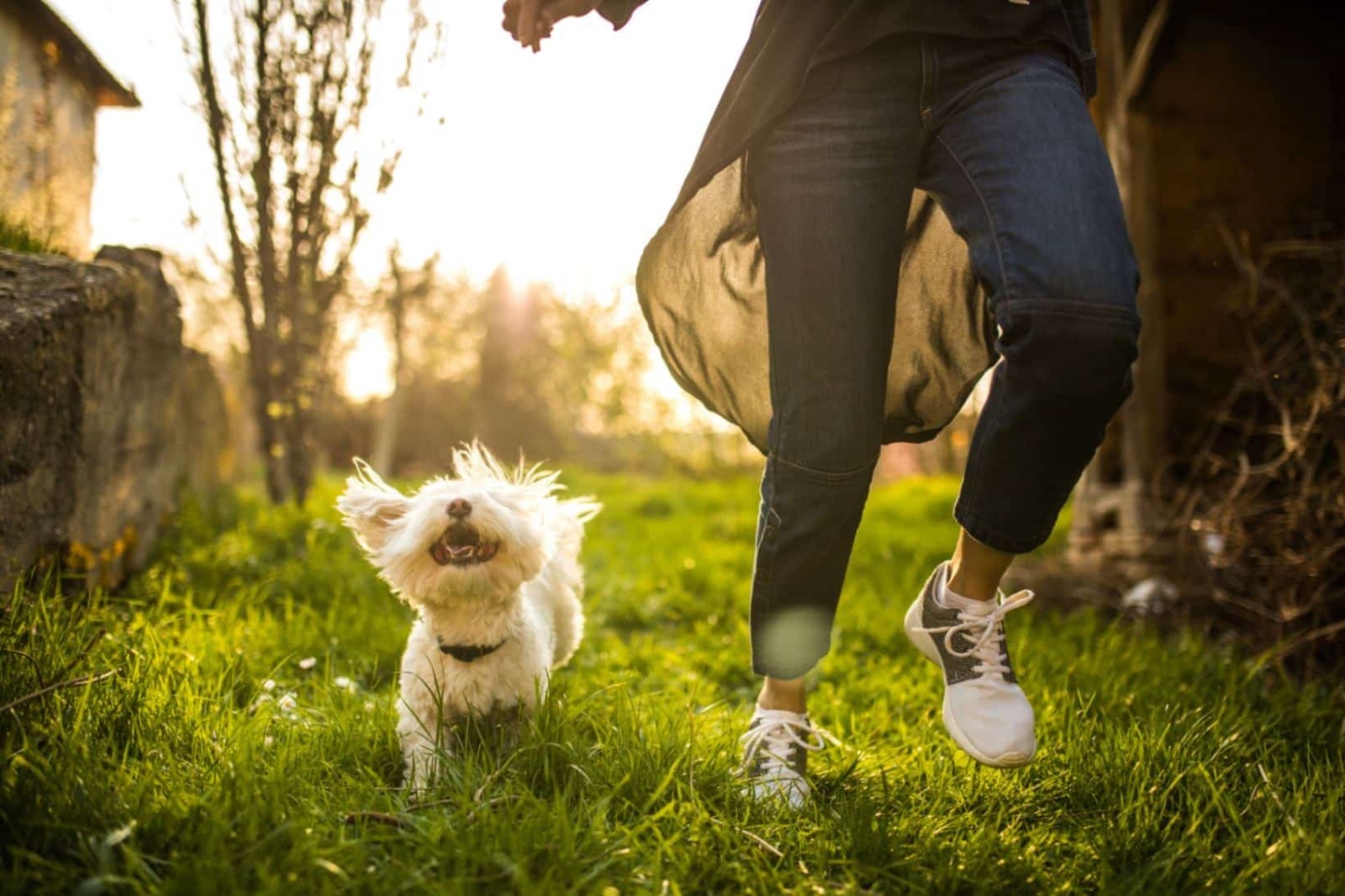 Avoid Letting Your Dog Approach Other Dogs Without Permission 