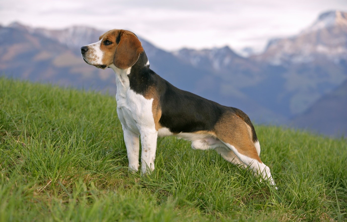 Beagle 