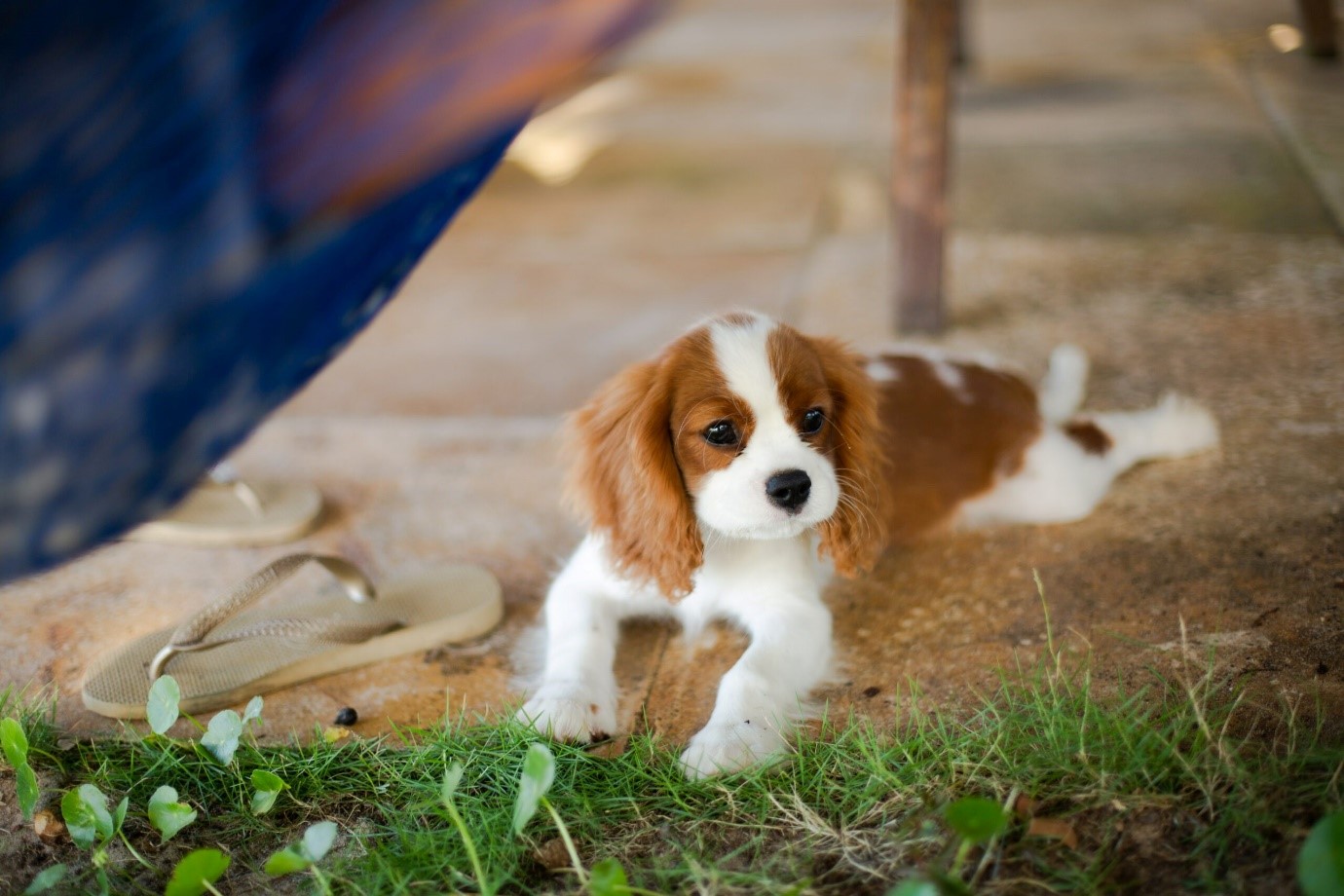 Cavalier King Charles Spaniel 