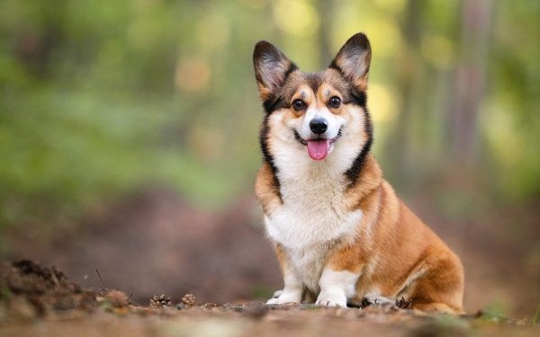 Pembroke Welsh Corgi 