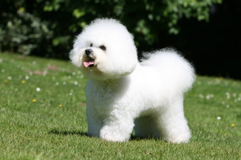  Bichon Frise 