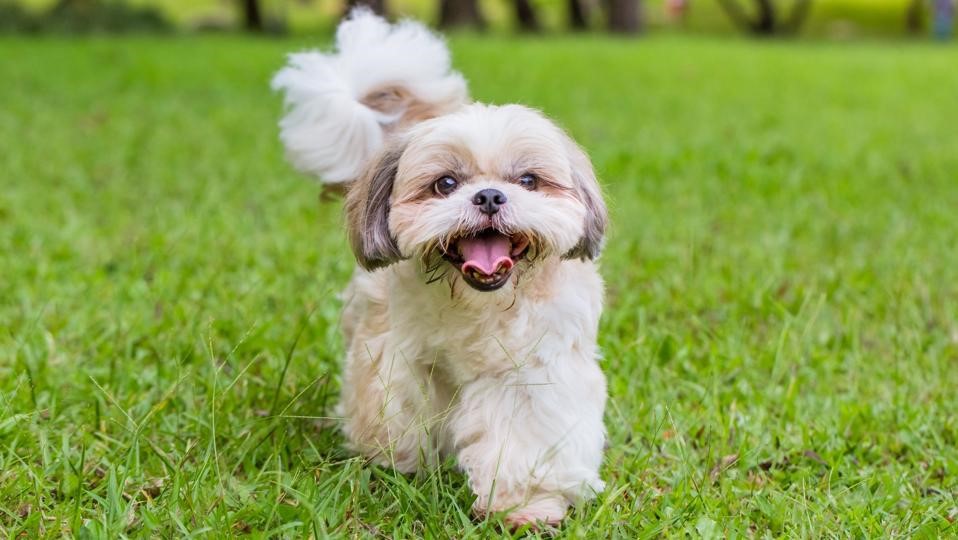 Shih Tzu 