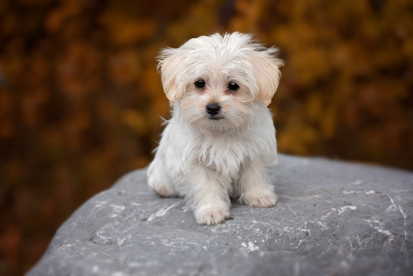 Maltese 