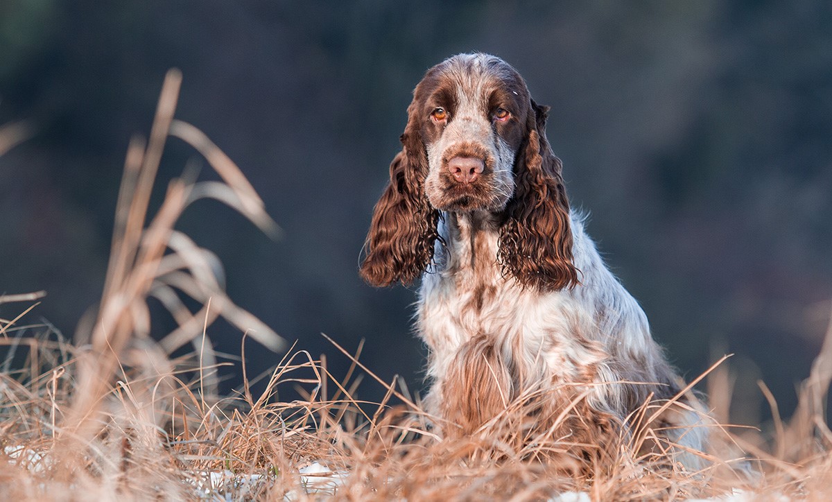 Cocker Spaniel