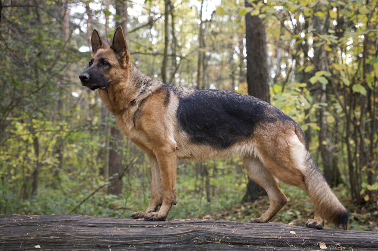 German Shepherd 