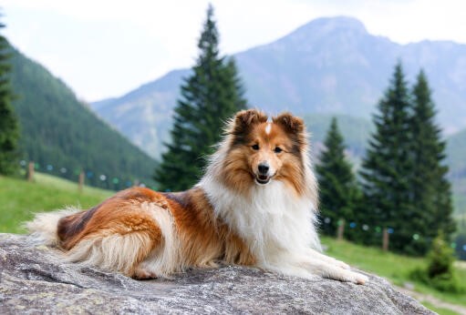 Shetland Sheepdogs