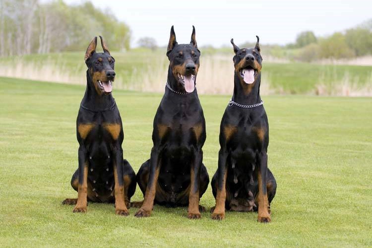 Doberman Pinscher 