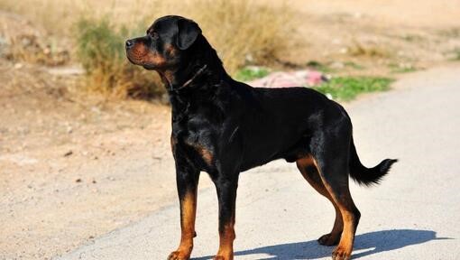 Rottweiler 