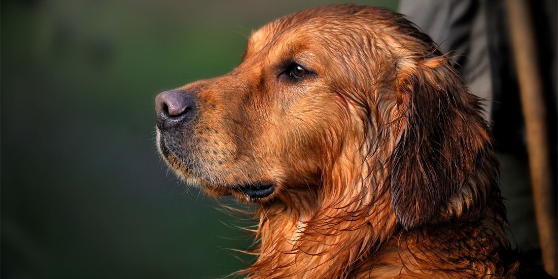 Golden Retriever: The Ultimate Family Dog 