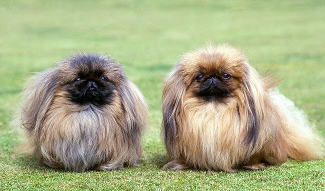 Pekingese 