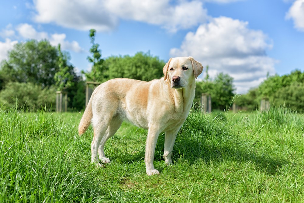 Labrador Retriever: America's Favourite 