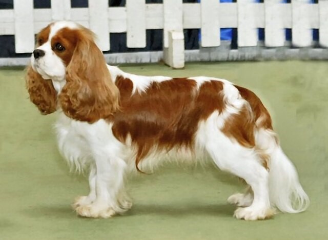  Cavalier King Charles Spaniel 