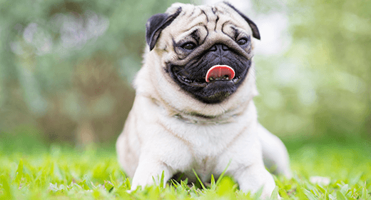 Pugs are small dogs with big personalities