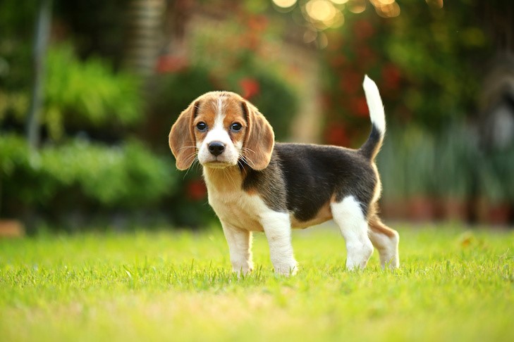 Beagles are known for their friendly and gentle temperament