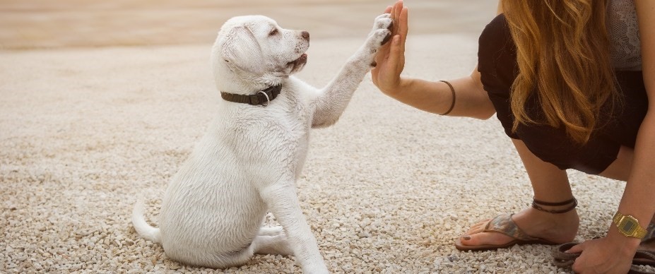 Teaching your puppy