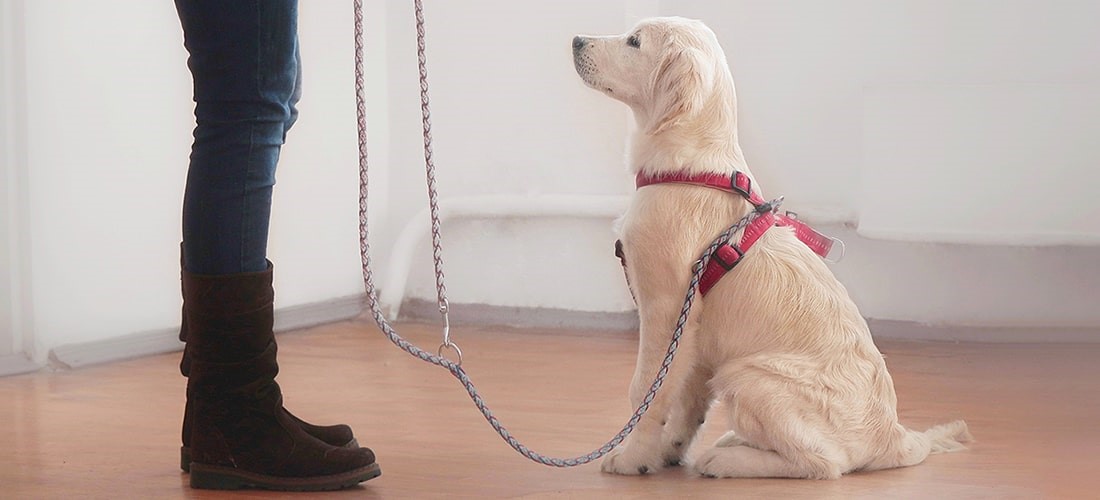 dog Basic Obedience: Sit 