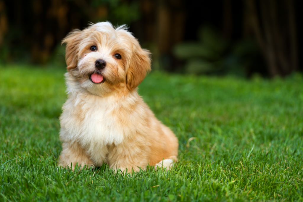 Common Puppy Training Challenges 