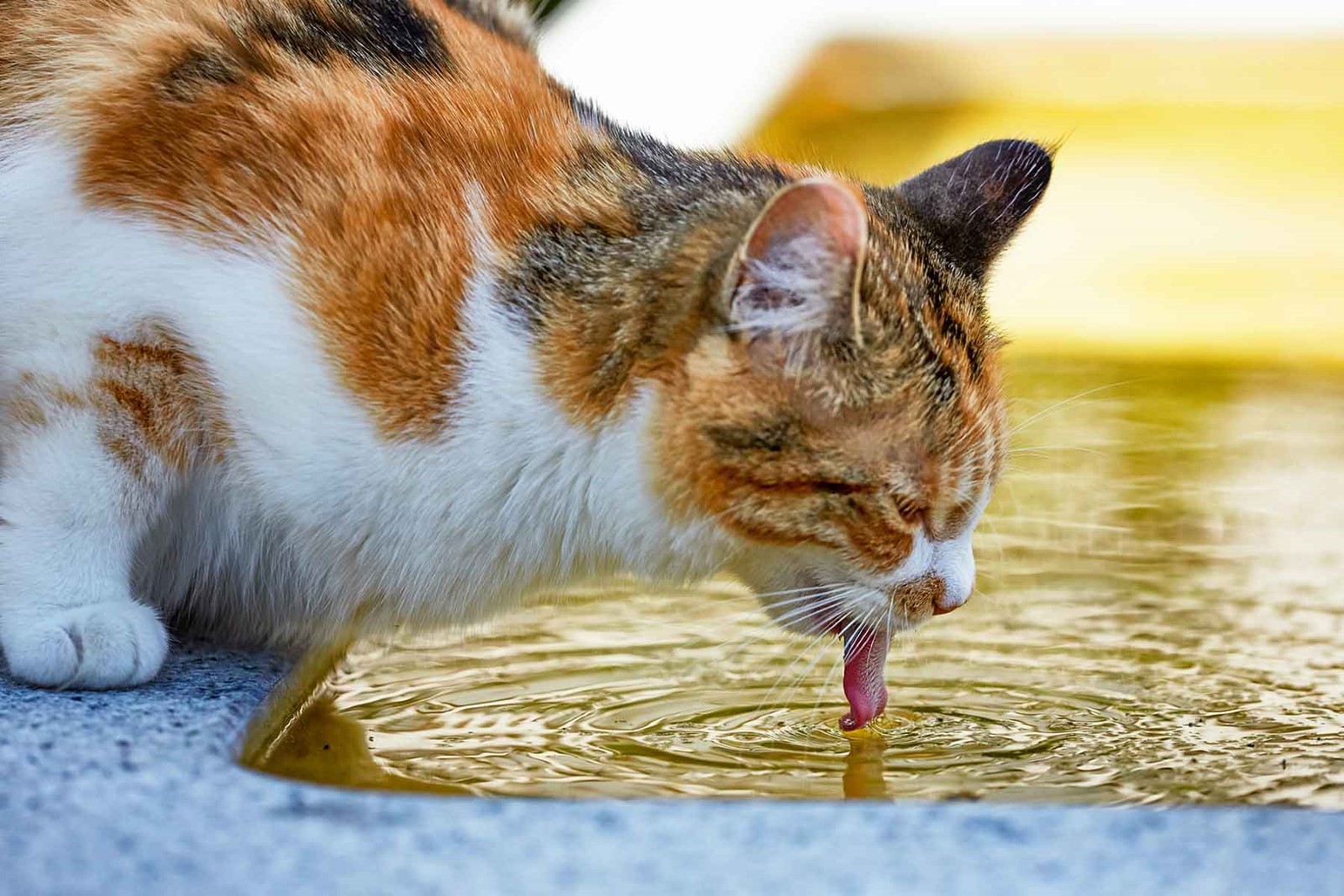 Factors Affecting a Cat's Water Needs 