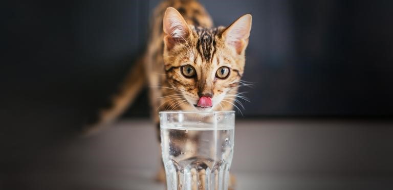 How to Encourage Your Cat to Drink More Water?