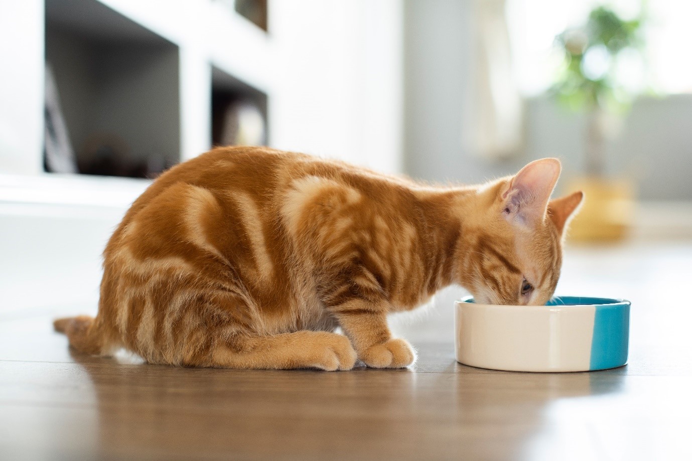 The Impact of Dehydration on Cat Health 