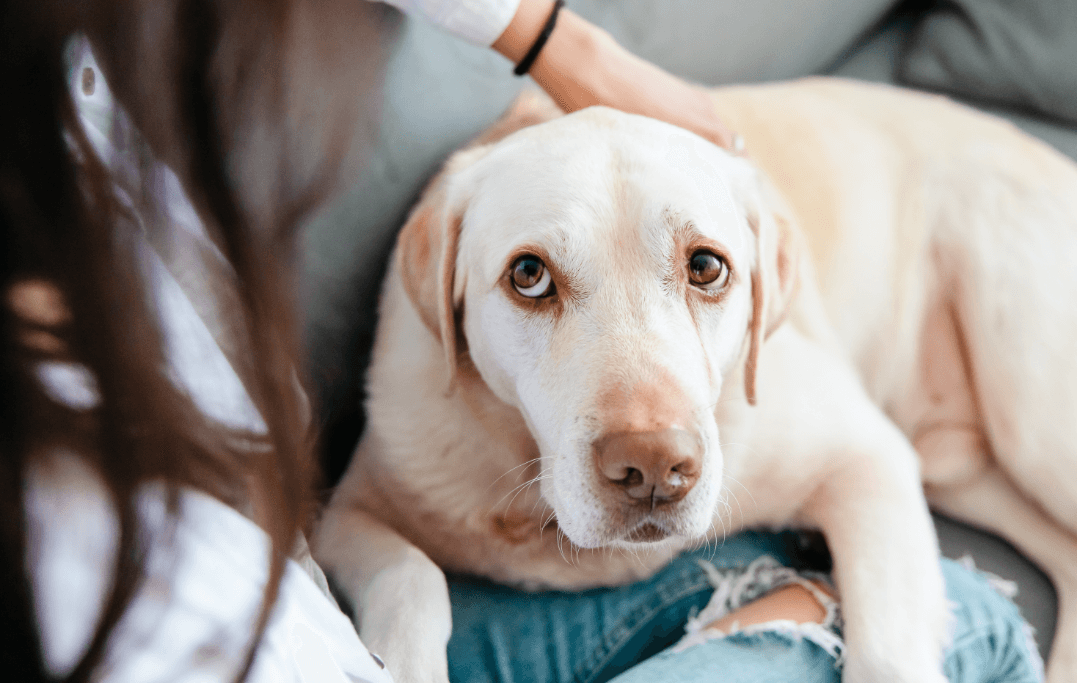 dog Behavioral Changes and Restlessness symptoms