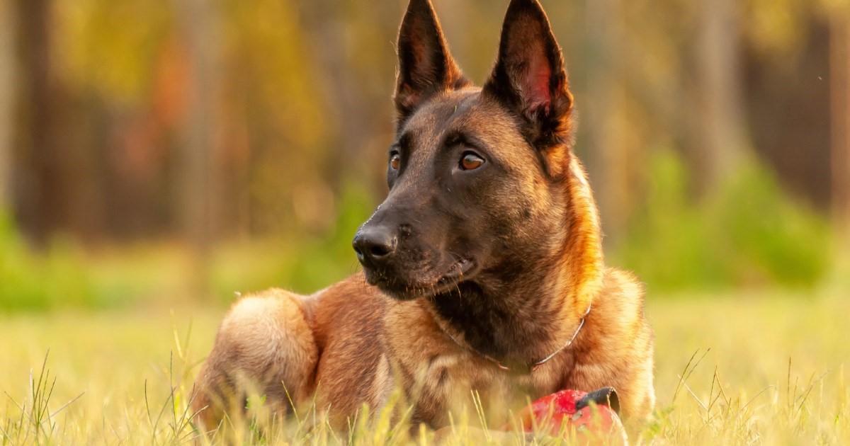 adaptability of Belgian Malinois