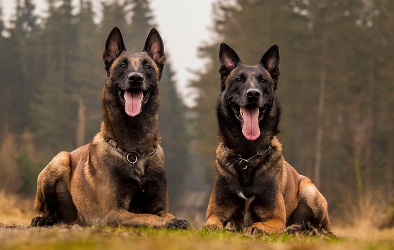 Belgian Malinois is meeting their extensive exercise needs