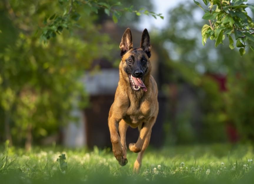 Belgian Malinois form strong bonds with their families