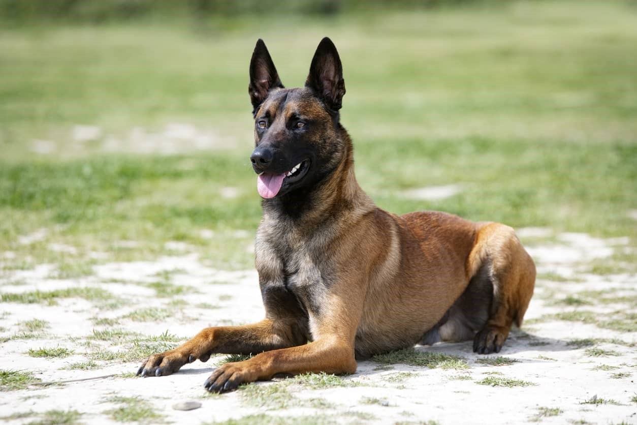 relationship with a Belgian Malinois