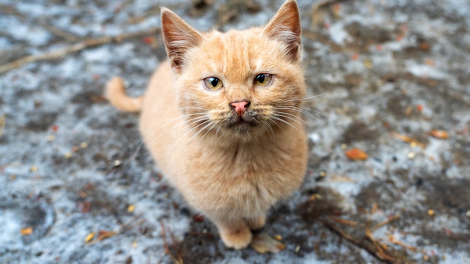 Stray Cats have sensitive noses