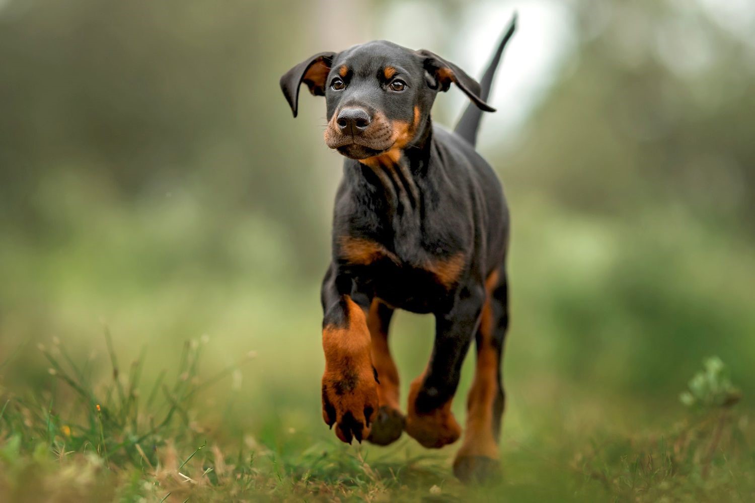 Doberman Low Maintenance Grooming