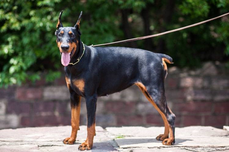 Dobermans Stigma and Breed Restrictions 