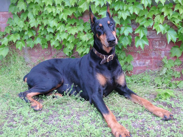 Is a Doberman Right for You? 