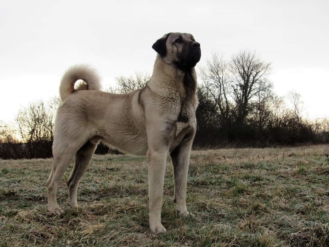 Kangals dog breed