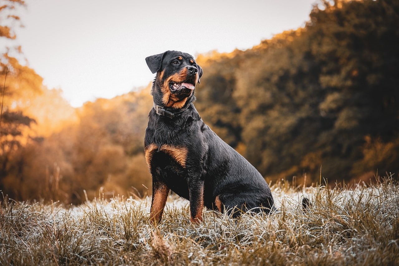 Rottweiler 