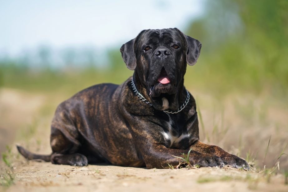 Cane Corso, an Italian Mastiff breed