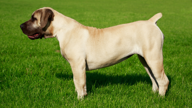 English Mastiff 