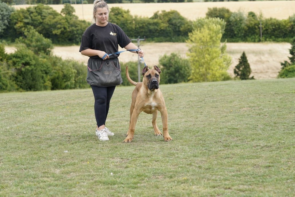 Dogo Canario 