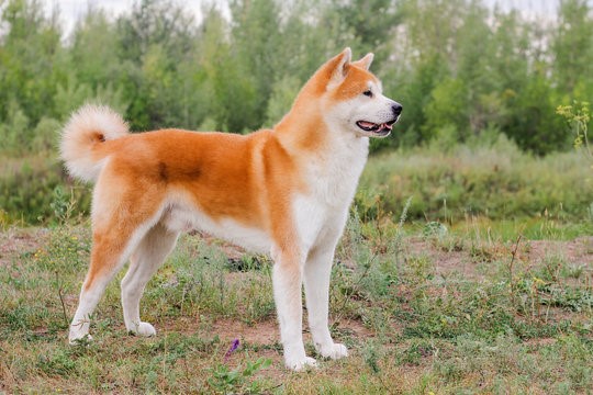 Akita, a large breed from Japan