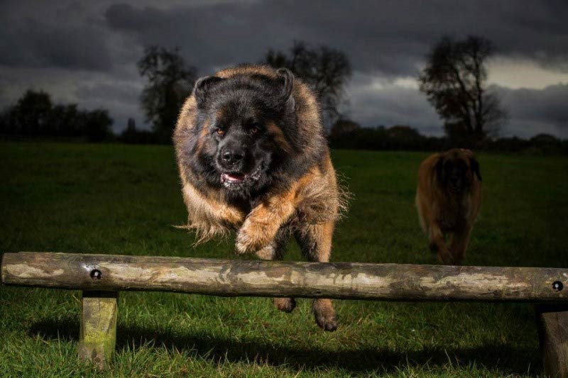 Leonberger 