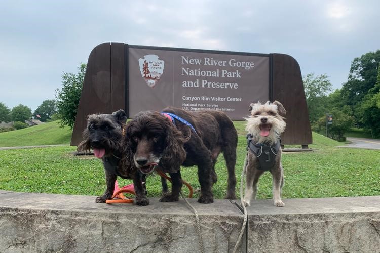 New River Gorge National Park and Preserve