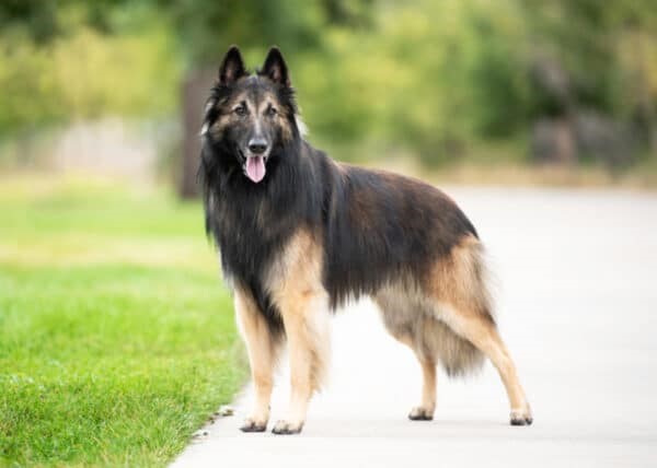 Belgian Tervuren 