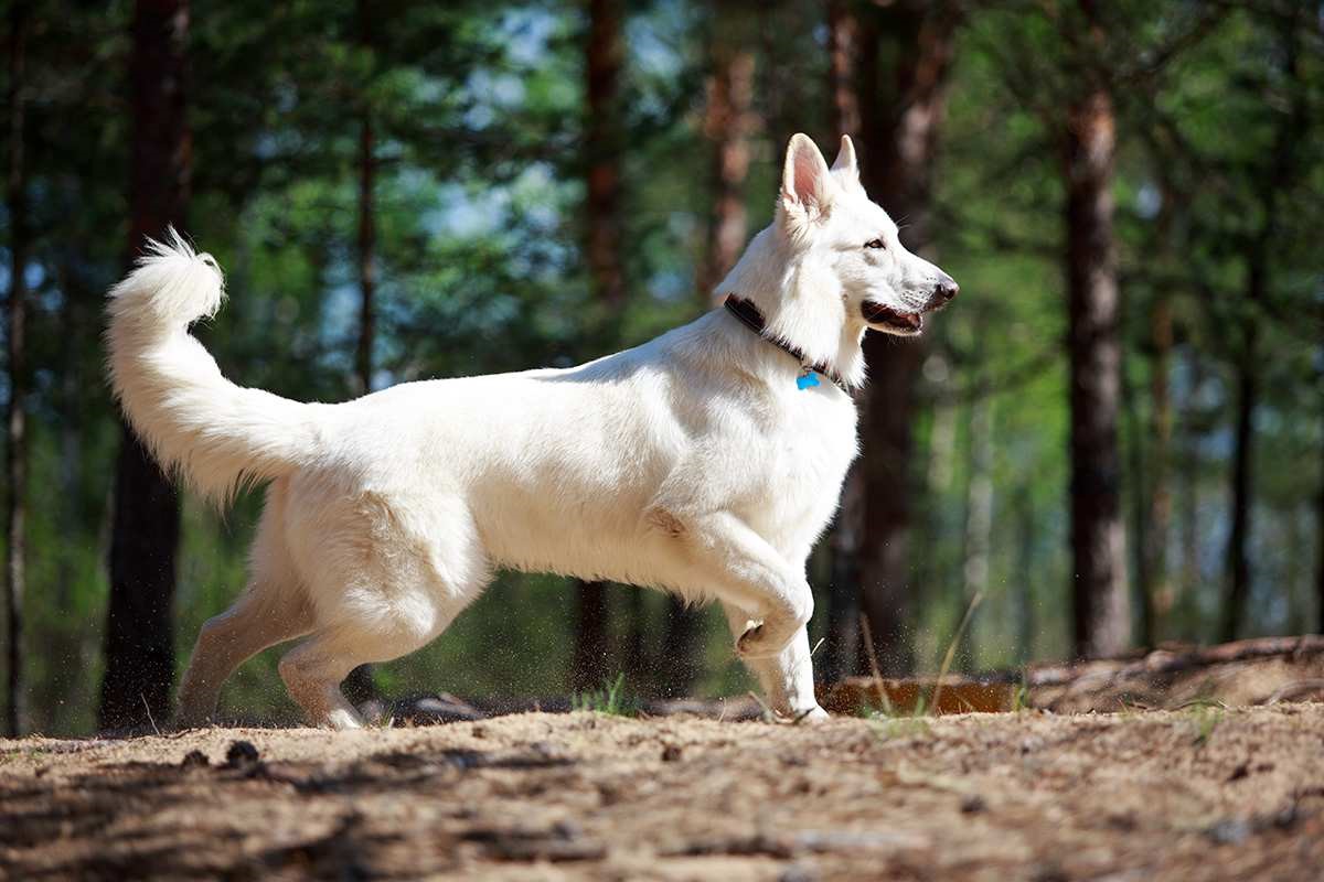 White Swiss Shepherd 