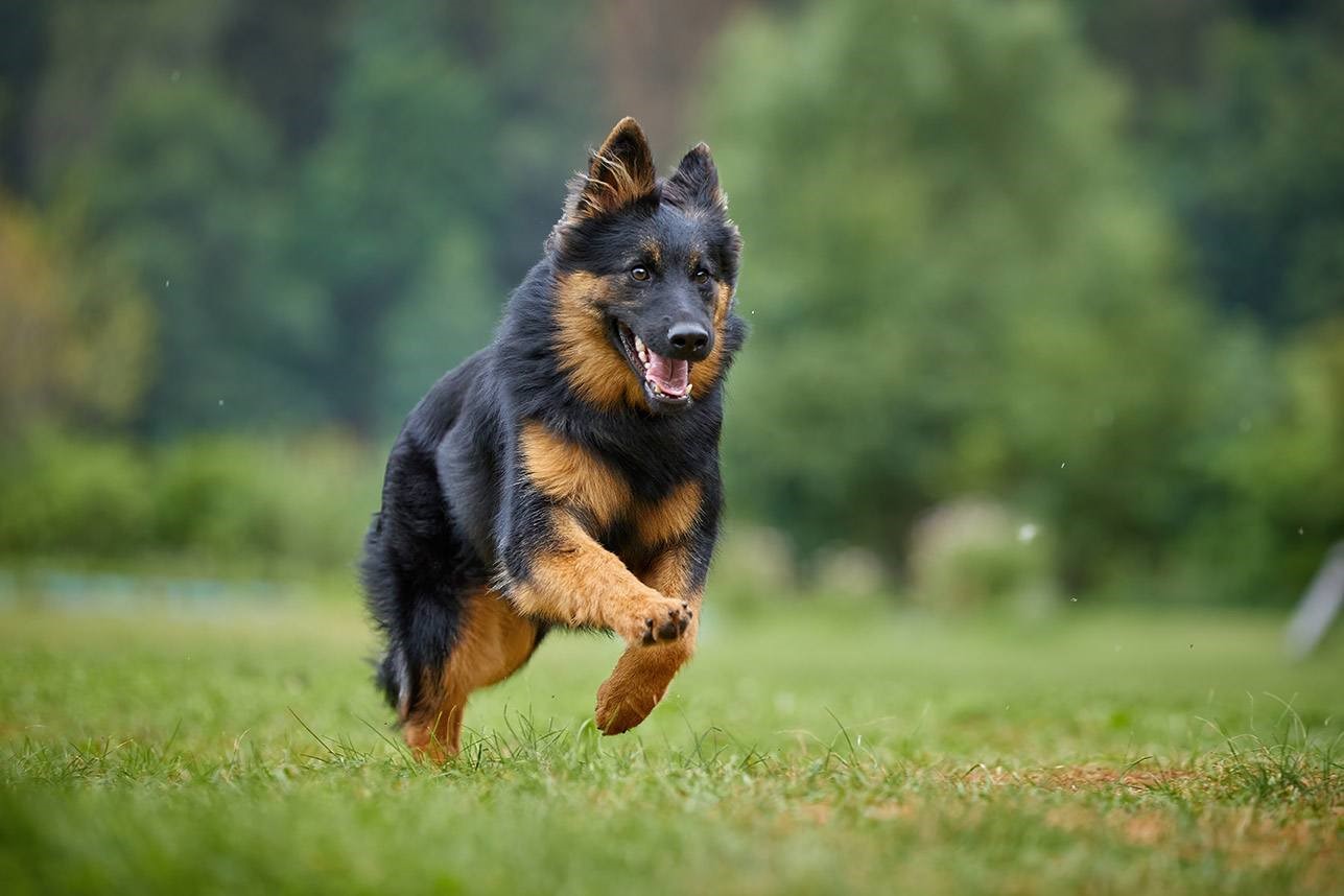 Bohemian Shepherd 