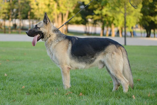 East European Shepherd 