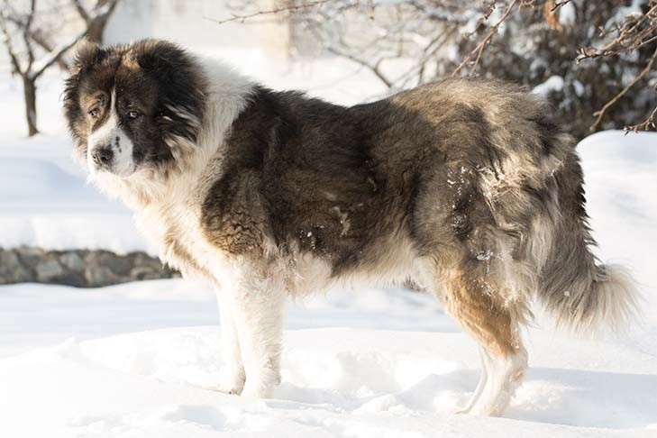 Caucasian Shepherd 