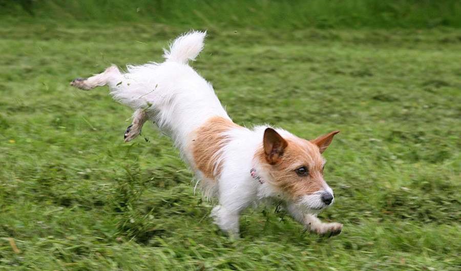 Jack Russell Terrier 