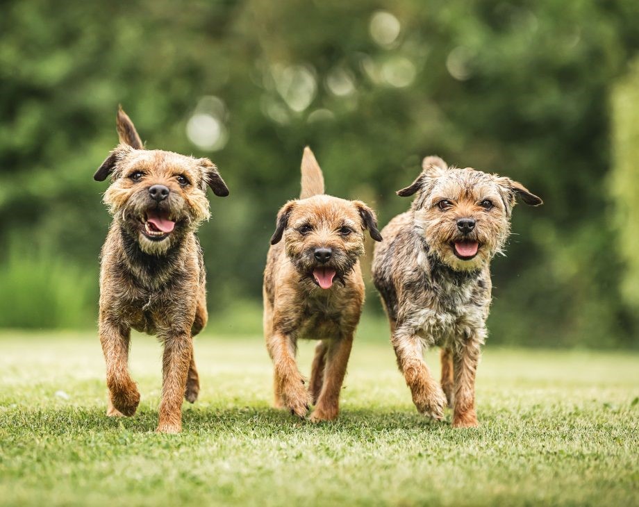 Border Terrier 